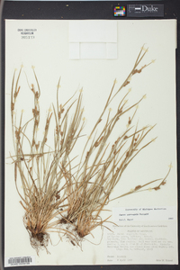 Carex corrugata image