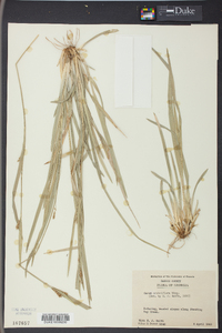 Carex crebriflora image