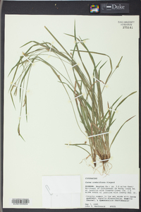 Carex crebriflora image