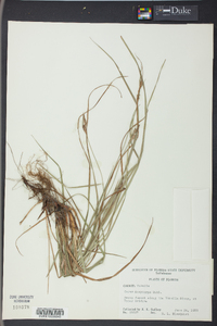 Carex dasycarpa image