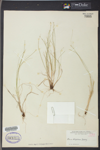 Carex disperma image