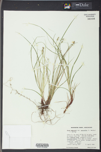 Carex emmonsii image