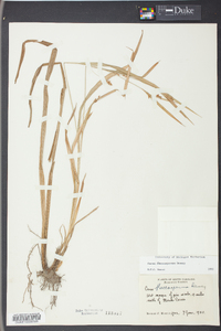 Carex flaccosperma image