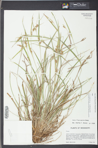 Carex flaccosperma image