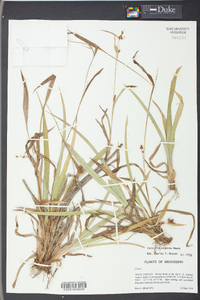 Carex flaccosperma image