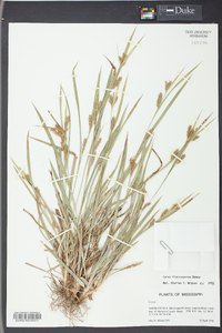 Carex flaccosperma image