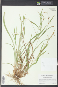 Carex flaccosperma image