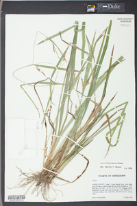 Carex flaccosperma image