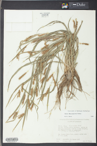 Carex flaccosperma image