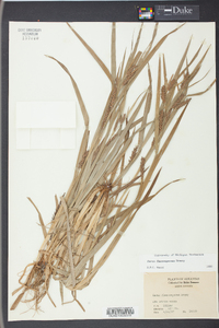 Carex flaccosperma image