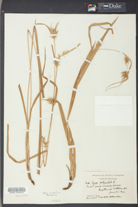 Carex folliculata image