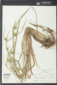 Carex folliculata image