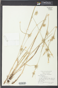 Carex folliculata image