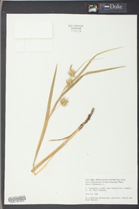 Carex folliculata image