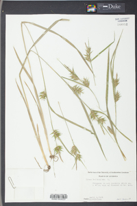 Carex folliculata image