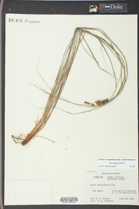 Carex glaucescens image