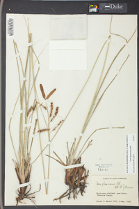 Carex glaucescens image