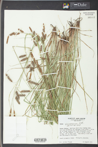 Carex glaucescens image