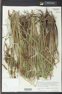 Carex glaucescens image