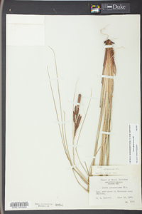 Carex glaucescens image