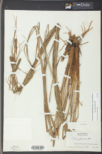 Carex glaucescens image