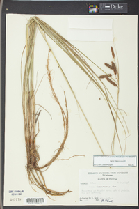 Carex glaucescens image