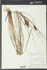 Carex glaucescens image