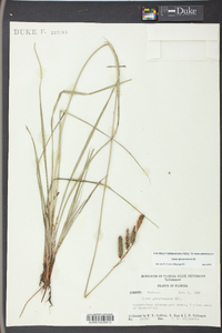 Carex glaucescens image