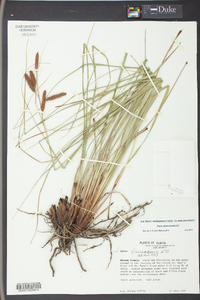 Carex glaucescens image