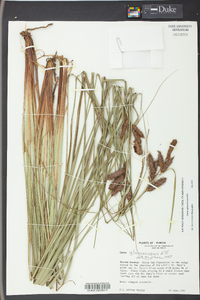 Carex glaucescens image