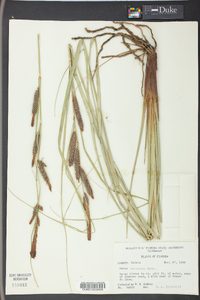 Carex glaucescens image