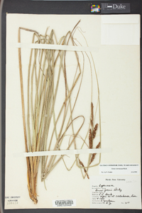 Carex glaucescens image