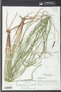 Carex glaucescens image