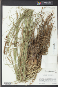 Carex glaucescens image