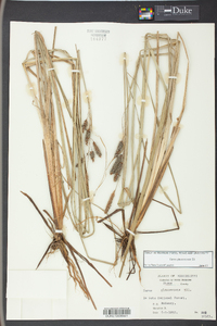 Carex glaucescens image