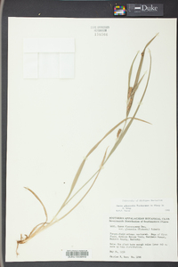 Carex glaucodea image