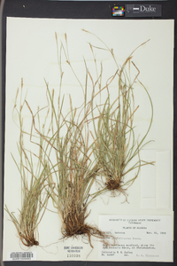 Carex gracilescens image