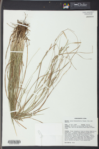 Carex impressinervia image