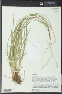 Carex impressinervia image