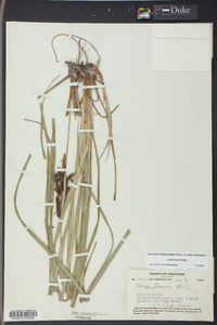 Carex joorii image