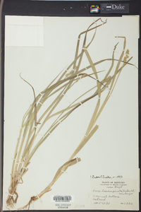 Carex laevivaginata image