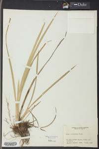 Carex lonchocarpa image