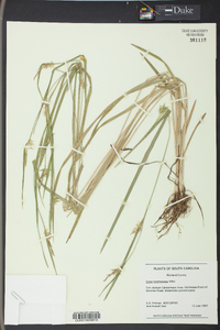 Carex lonchocarpa image