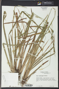 Carex lonchocarpa image