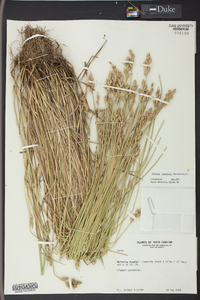 Carex longii image