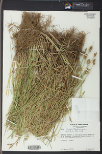 Carex longii image