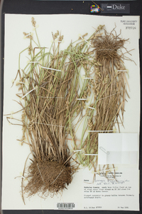 Carex longii image