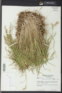 Carex longii image