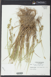 Carex longii image