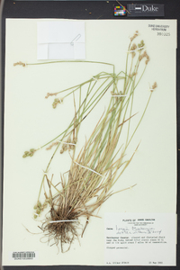 Carex longii image